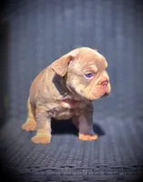 YOGI, a male French Bulldog for sale in Los Angeles, CA – 8 of 10