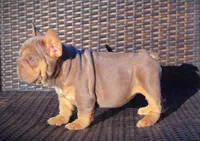 DAIISY, a female French Bulldog for sale in Los Angeles, CA – 8 of 10