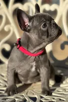 SKYY, a female French Bulldog for sale in Los Angeles, CA – Photo 3 of 3