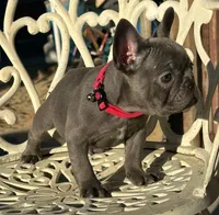 SKYY, a female French Bulldog for sale in Los Angeles, CA – Photo 2 of 3