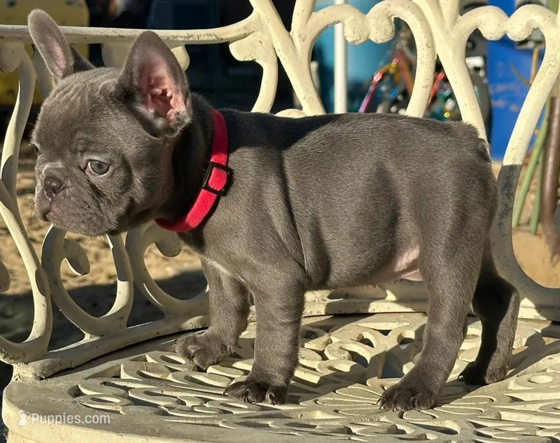 SKYY, a female French Bulldog for sale in Los Angeles, CA – Photo 1 of 3