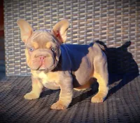DAISY, a female French Bulldog for sale in Los Angeles, CA – 3 of 10