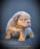 TEDDY, a male French Bulldog for sale in Los Angeles, CA – 8 of 9