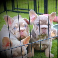 LILY, a female French Bulldog for sale in Los Angeles, CA – 5 of 10