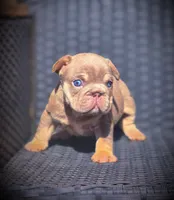 DAISY, a female French Bulldog for sale in Los Angeles, CA – 7 of 10
