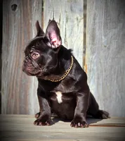 REESES, a female French Bulldog for sale in Los Angeles, CA – Photo 7 of 9