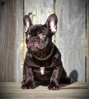 REESES, a female French Bulldog for sale in Los Angeles, CA – Photo 2 of 9