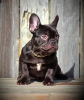REESES, a female French Bulldog for sale in Los Angeles, CA – Photo 8 of 9