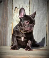 REESES, a female French Bulldog for sale in Los Angeles, CA – Photo 4 of 9