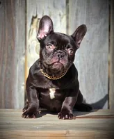 REESES, a female French Bulldog for sale in Los Angeles, CA – Photo 9 of 9