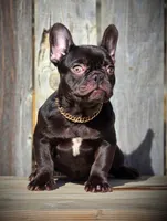 REESES, a female French Bulldog for sale in Los Angeles, CA – Photo 5 of 9