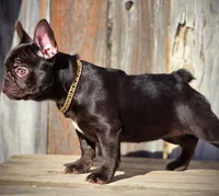 REESES, a female French Bulldog for sale in Los Angeles, CA – Photo 6 of 9