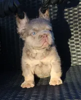 TEDDY, a male French Bulldog for sale in Los Angeles, CA – 3 of 10