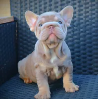 LILY, a female French Bulldog for sale in Los Angeles, CA – 3 of 10