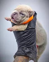 IVERSUN, a male French Bulldog for sale in Los Angeles, CA – Photo 3 of 10