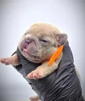 IVERSUN, a male French Bulldog for sale in Los Angeles, CA – Photo 4 of 10