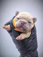 IVERSUN, a male French Bulldog for sale in Los Angeles, CA – Photo 7 of 10