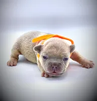 IVERSUN, a male French Bulldog for sale in Los Angeles, CA – Photo 8 of 10