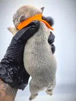 IVERSUN, a male French Bulldog for sale in Los Angeles, CA – Photo 6 of 10