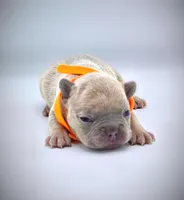 IVERSUN, a male French Bulldog for sale in Los Angeles, CA – Photo 9 of 10
