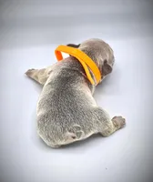 IVERSUN, a male French Bulldog for sale in Los Angeles, CA – Photo 5 of 10