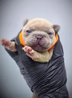 IVERSUN, a male French Bulldog for sale in Los Angeles, CA – Photo 1 of 10