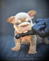 LILY, a female French Bulldog for sale in Los Angeles, CA – 6 of 10