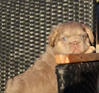 TEDDY, a male French Bulldog for sale in Los Angeles, CA – 7 of 10