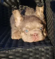 TEDDY, a male French Bulldog for sale in Los Angeles, CA – 2 of 10