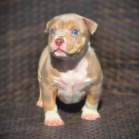THOR, a male American Bully for sale in Los Angeles, CA – Photo 3 of 10