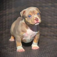 THOR, a male American Bully for sale in Los Angeles, CA – Photo 1 of 10