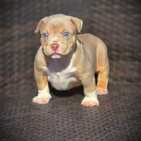 THOR, a male American Bully for sale in Los Angeles, CA – Photo 4 of 10