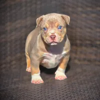 THOR, a male American Bully for sale in Los Angeles, CA – Photo 6 of 10