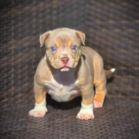 THOR, a male American Bully for sale in Los Angeles, CA – Photo 9 of 10