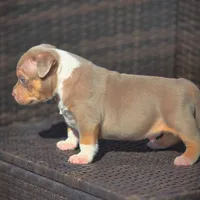 THOR, a male American Bully for sale in Los Angeles, CA – Photo 7 of 10