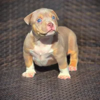 THOR, a male American Bully for sale in Los Angeles, CA – Photo 2 of 10