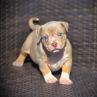 THOR, a male American Bully for sale in Los Angeles, CA – Photo 8 of 10