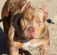 Star, a female American Bully for sale in Los Angeles, CA – Photo 6 of 10