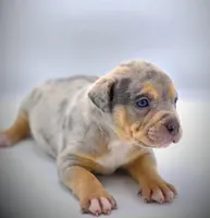 Star, a female American Bully for sale in Los Angeles, CA – Photo 4 of 10