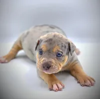 Star, a female American Bully for sale in Los Angeles, CA – Photo 1 of 10