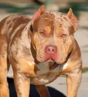 Star, a female American Bully for sale in Los Angeles, CA – Photo 7 of 10