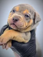 Star, a female American Bully for sale in Los Angeles, CA – Photo 5 of 10