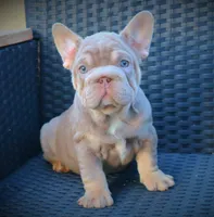 LILY, a female French Bulldog for sale in Los Angeles, CA – 7 of 10