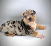 Atticus, a male American Bully for sale in Los Angeles, CA – Photo 6 of 10