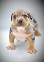 Atticus, a male American Bully for sale in Los Angeles, CA – Photo 3 of 10