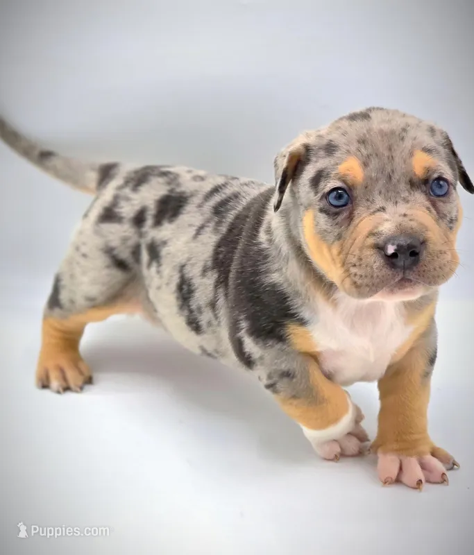 Atticus, a male American Bully for sale in Los Angeles, CA – Photo 1 of 10