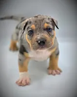 Atticus, a male American Bully for sale in Los Angeles, CA – Photo 2 of 10