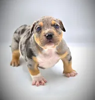 Atticus, a male American Bully for sale in Los Angeles, CA – Photo 4 of 10