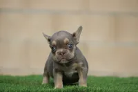 LAYLUH, a female French Bulldog for sale in Los Angeles, CA – 4 of 5