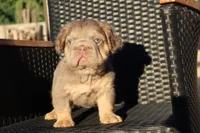 TEDDY, a male French Bulldog for sale in Los Angeles, CA – 6 of 10